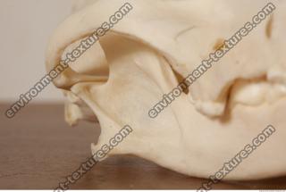 photo reference of skull 0014